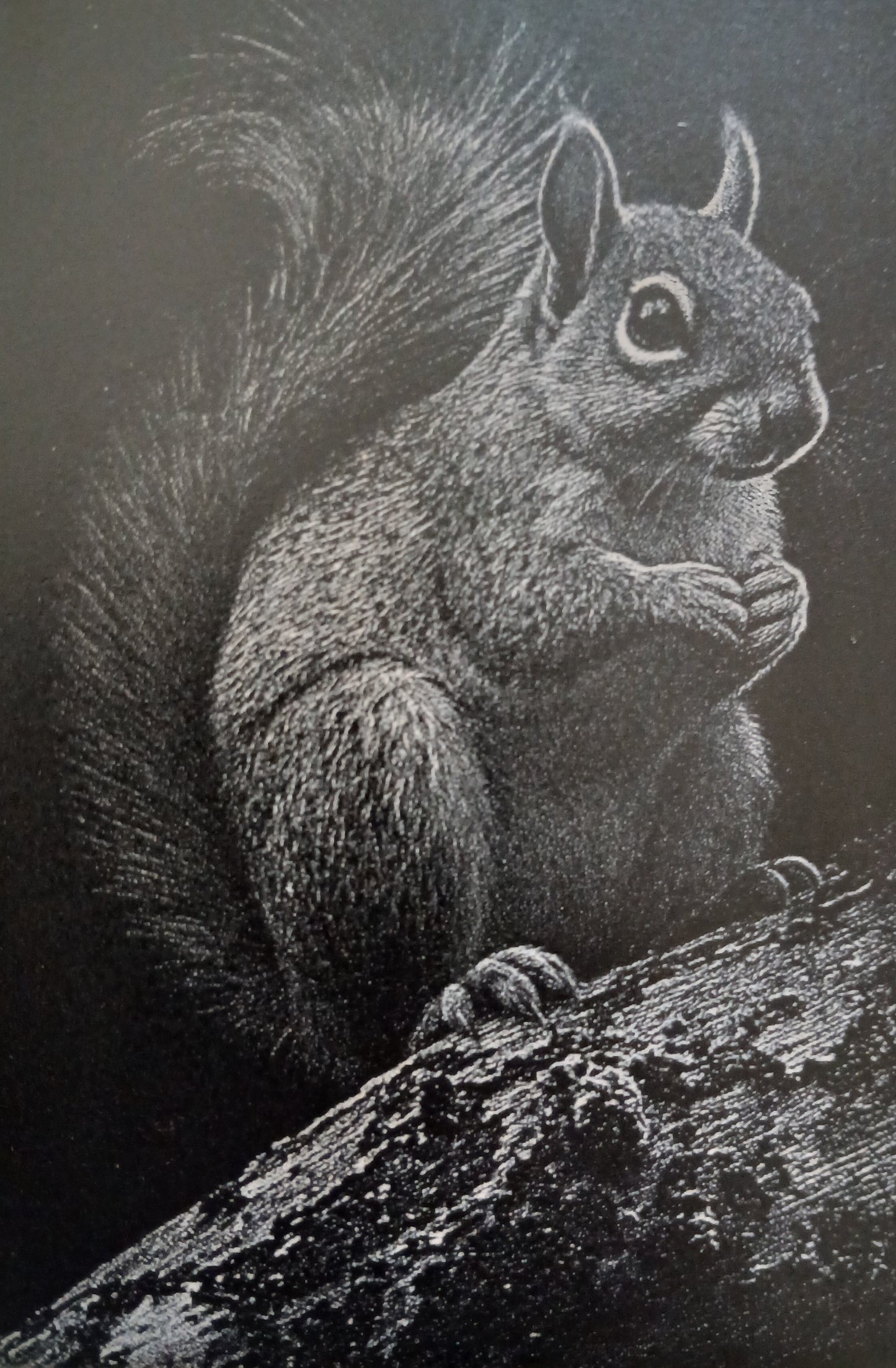 Painted Wood & Engraving of a Squirrel - 8.9cm x 12.7cm Framed Miniature Art.