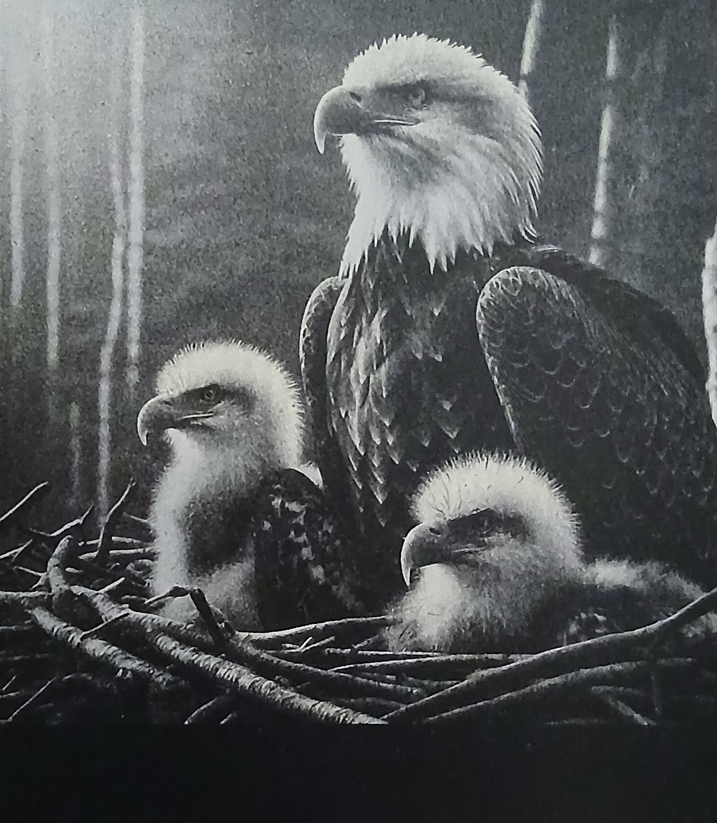 Bald Eagle Family Multi-Tone Laser Engraved Framed Wall Art (25x20cm), (approx. 10"x 8").