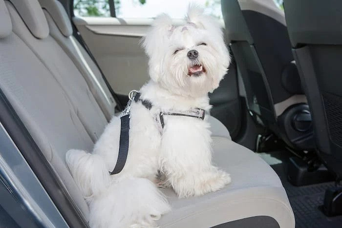 Universal seat belt restraint dogs,(30-52cms) for use in motor vehicles.