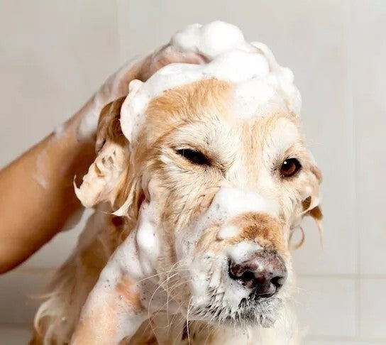Pride and Groom-Cherry Medicated Shampoo 300mls for Dogs.